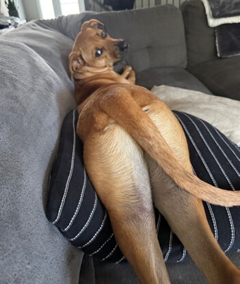 Entry image for Oliver. Clicking this image will show a larger photo