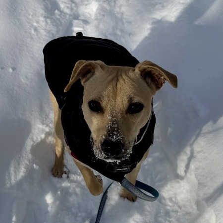 Entry image for Delilah. Clicking this image will show a larger photo