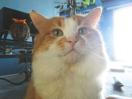 Entry image for BUDDY. Clicking this image will show a larger photo