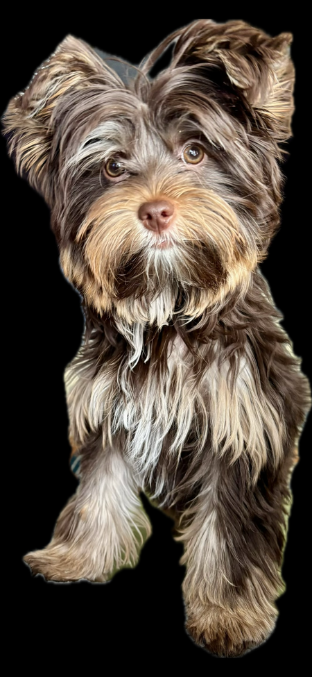 Entry image for Raven . Clicking this image will show a larger photo