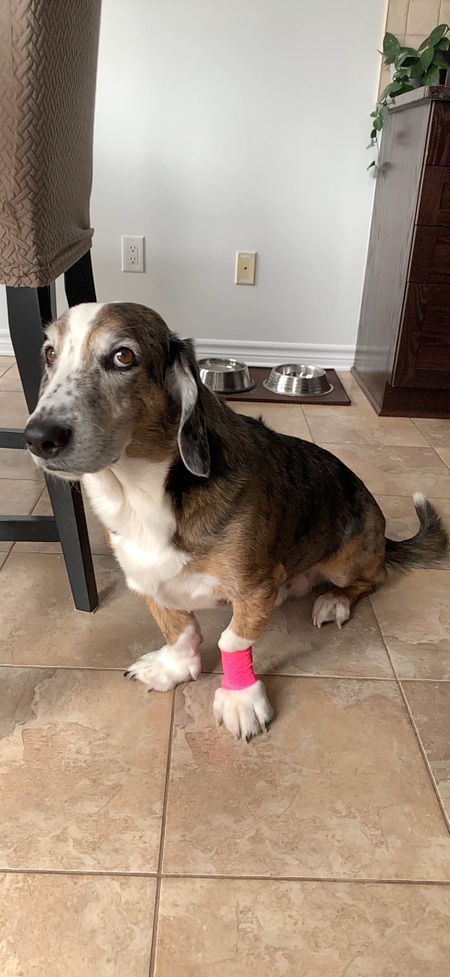 Entry image for Charlie . Clicking this image will show a larger photo