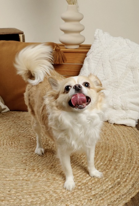 Entry image for Luna. Clicking this image will show a larger photo