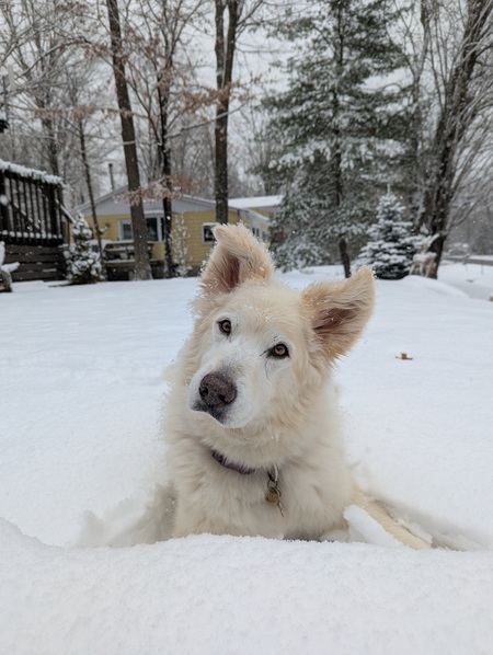 Entry image for Norma Jean . Clicking this image will show a larger photo