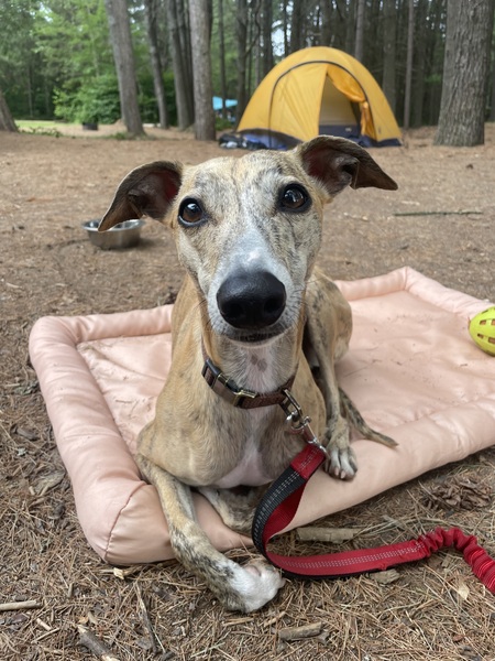 Entry image for Norman. Clicking this image will show a larger photo