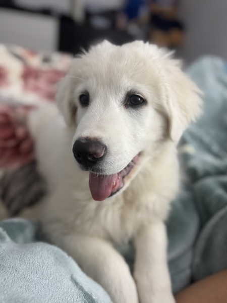 Entry image for Snow. Clicking this image will show a larger photo