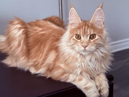 Entry image for Jaya. Clicking this image will show a larger photo