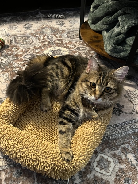 Entry image for Maple . Clicking this image will show a larger photo