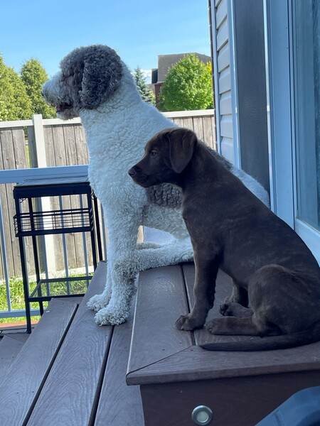 Entry image for Tucker and Poppy. Clicking this image will show a larger photo