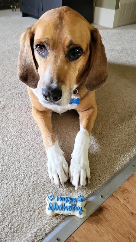 Entry image for Yogi. Clicking this image will show a larger photo