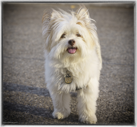 Entry image for Baxter. Clicking this image will show a larger photo