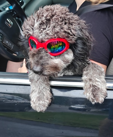 Entry image for Checkers. Clicking this image will show a larger photo