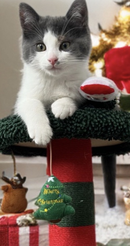 Entry image for Pogo. Clicking this image will show a larger photo