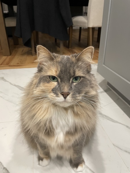 Entry image for Brooklyn. Clicking this image will show a larger photo