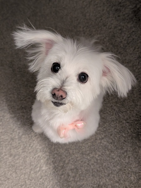 Entry image for Sibelle. Clicking this image will show a larger photo