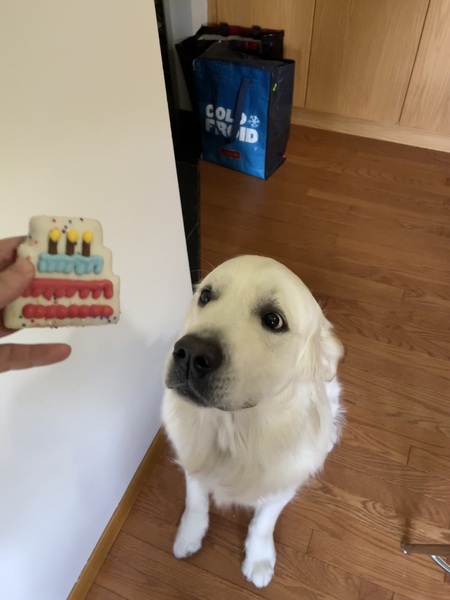 Entry image for Gus. Clicking this image will show a larger photo