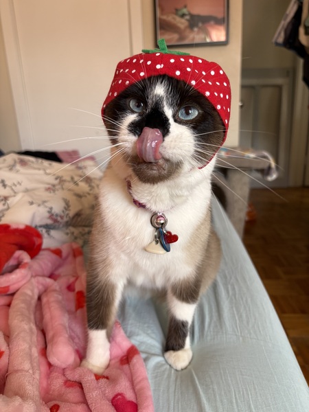 Entry image for Angus. Clicking this image will show a larger photo