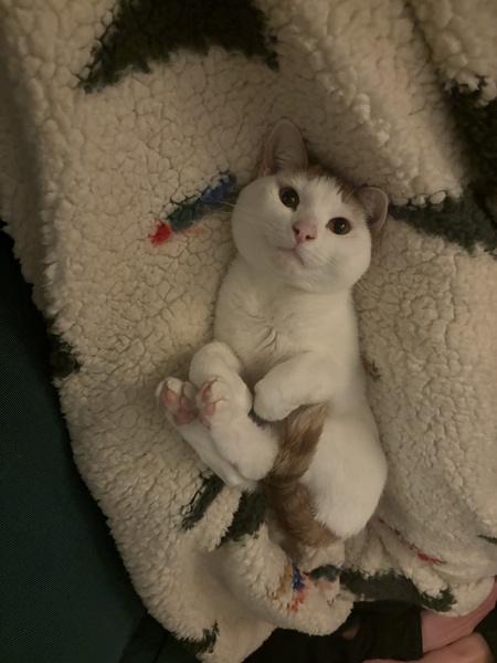 Entry image for Feta. Clicking this image will show a larger photo