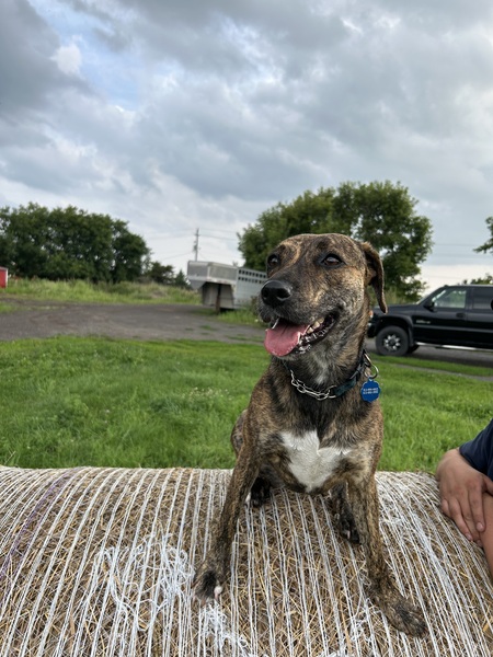 Entry image for Olive. Clicking this image will show a larger photo