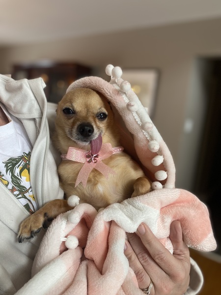 Entry image for Kiwi. Clicking this image will show a larger photo