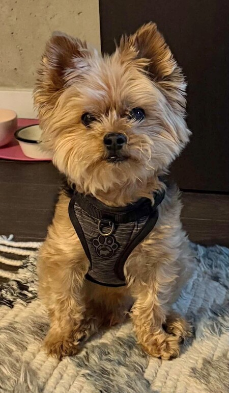 Entry image for Ralphie. Clicking this image will show a larger photo