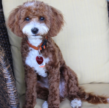 Entry image for Gabby. Clicking this image will show a larger photo