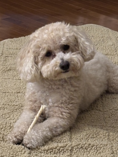 Entry image for Bailey Sheikh. Clicking this image will show a larger photo