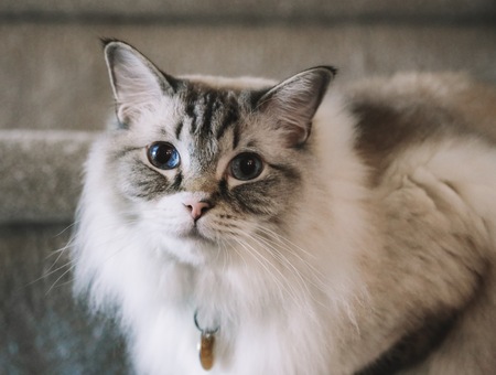 Entry image for Clark. Clicking this image will show a larger photo