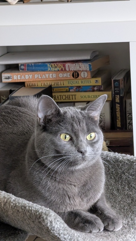 Entry image for Mellon. Clicking this image will show a larger photo