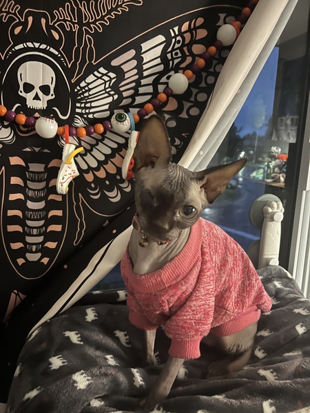 Entry image for Potato. Clicking this image will show a larger photo