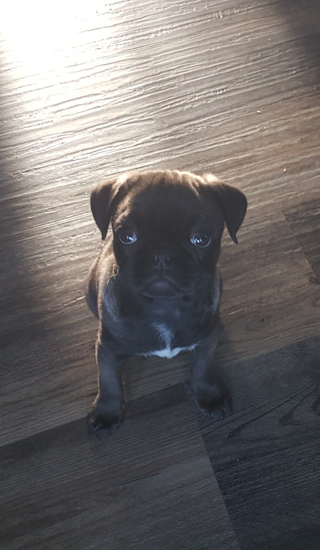 Entry image for Ronnie . Clicking this image will show a larger photo