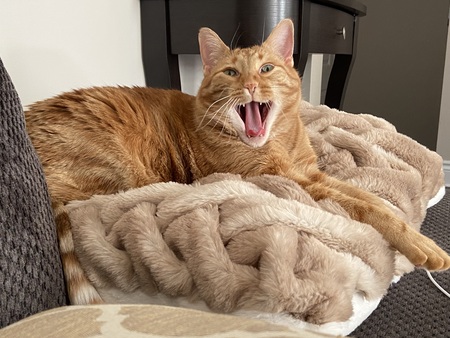 Entry image for Buzz. Clicking this image will show a larger photo