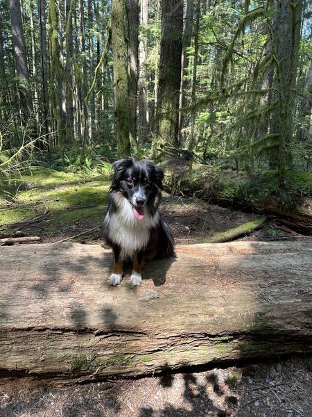 Entry image for Finn . Clicking this image will show a larger photo