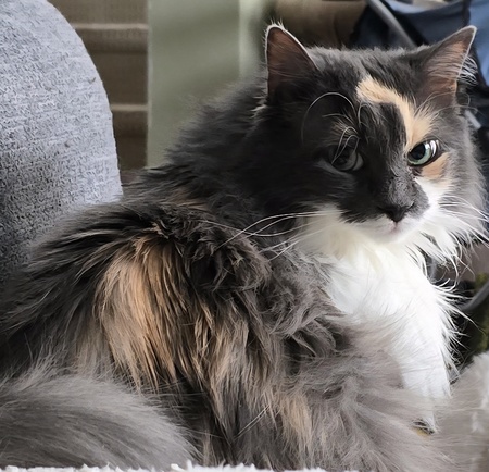 Entry image for June Carter. Clicking this image will show a larger photo