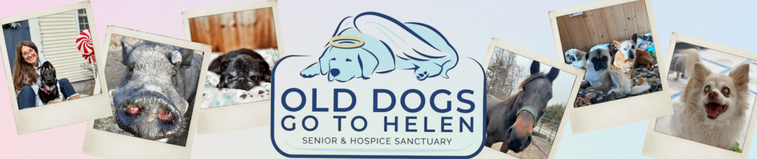 Banner for 2027 Old Dogs Go To Helen Calendar Contest