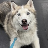 Entry image for Keeda