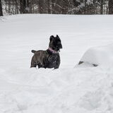 Entry image for Moxie 