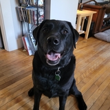 Entry image for Dakota 