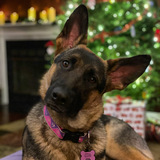 Entry image for Willow