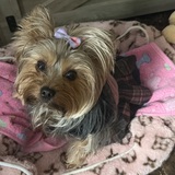 Entry image for Chanel Coco 