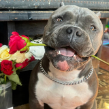 Entry image for Chonk