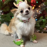 Entry image for Tito