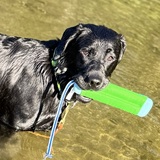 Entry image for Saylor 