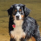 Entry image for Ezra