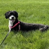 Entry image for Maggie