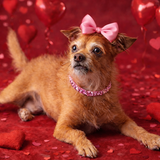 Entry image for Stella