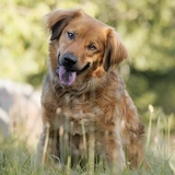 Entry image for Astro