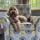 Entry image for Phoebe