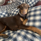 Entry image for Greta