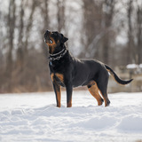 Entry image for Gibbs