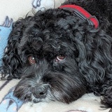 Entry image for Bennett Thomas 